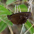 /album/okac-ovsovy/a2015-07-25-77-jpg/